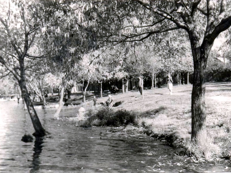 После создания канала между озерами Черное и Белое уровень воды в озере Белое поднялся и подтопил прибрежные деревья.