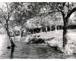 После создания канала между озерами Черное и Белое уровень воды в озере Белое поднялся и подтопил прибрежные деревья.